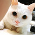 tantan