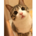 vimquee