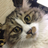 miaomaocat