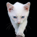 catish