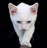 catish