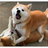 dogsHappyDay