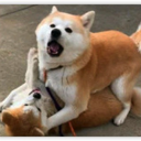 dogsHappyDay