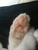 lazystar
