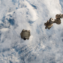 halcyons