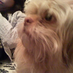 chinadog