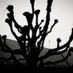 silhouette