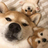 fatbear001
