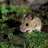 woodrat