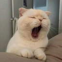 TerroristWin