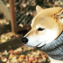 enterzhu