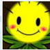 helianthus