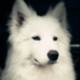 willhu85