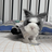 lonjin