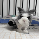 lonjin