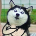 ysccccd