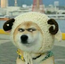 fancyop