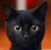 catplus