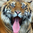 SwimmingTiger