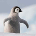pherris