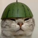 qyzooo