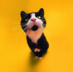 mokeychan
