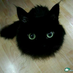 nightcat
