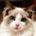 FireCat