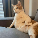 SatoshiChiu