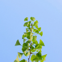 viisoo