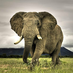 CrazyElephant