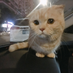 mofan236