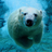 bearkevin
