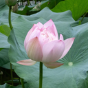 morton_hu