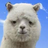 wate