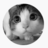 jaybobby