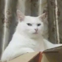 toyye