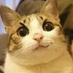 2gouzi