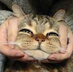 HaPMiao