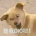 dangod0