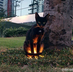 JiTaCat