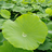 achang233