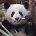 pandaMao