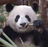 pandaMao