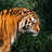 tyger