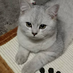 aicsy