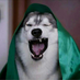 wenqiq