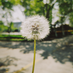 PeacefulLion