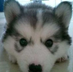 hhhhusky