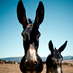 donkeylucky